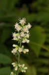 White goldenrod